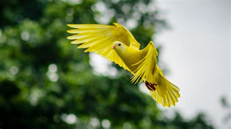 撿到鳥運勢|夢到鳥和大雨、左眼皮跳動 有「5徵兆」準備發財了｜東森新